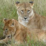 Lions in Masai Mara National Park, Kenya