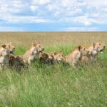 7 lions spotted along the road in the Masai Mara National Park in Kenya