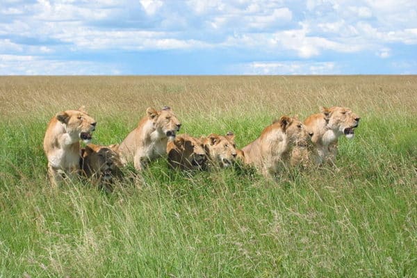 7 lions spotted along the road in the Masai Mara National Park in Kenya