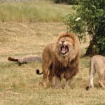 Pair of lions in West Midlands Safari Park