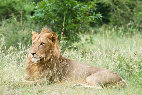 A Lion in Kruger National Park, South Africa