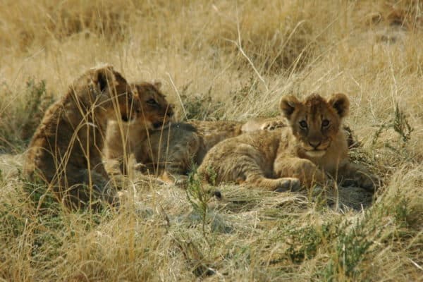Lion Cubs, Etosha National Park, Namibia