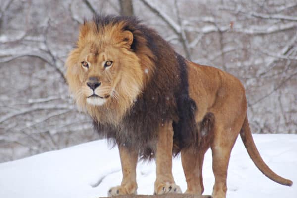 African Lion, Pittsburgh Zoo