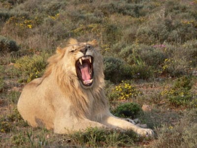Cape Lion Picture