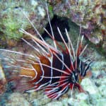 Lionfish