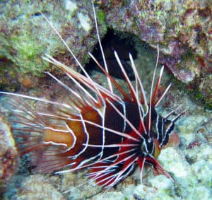 Lionfish