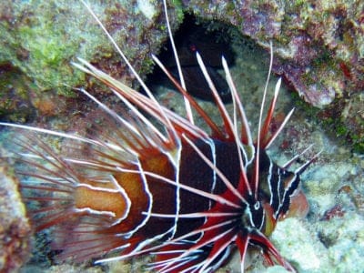 A Pterois volitans