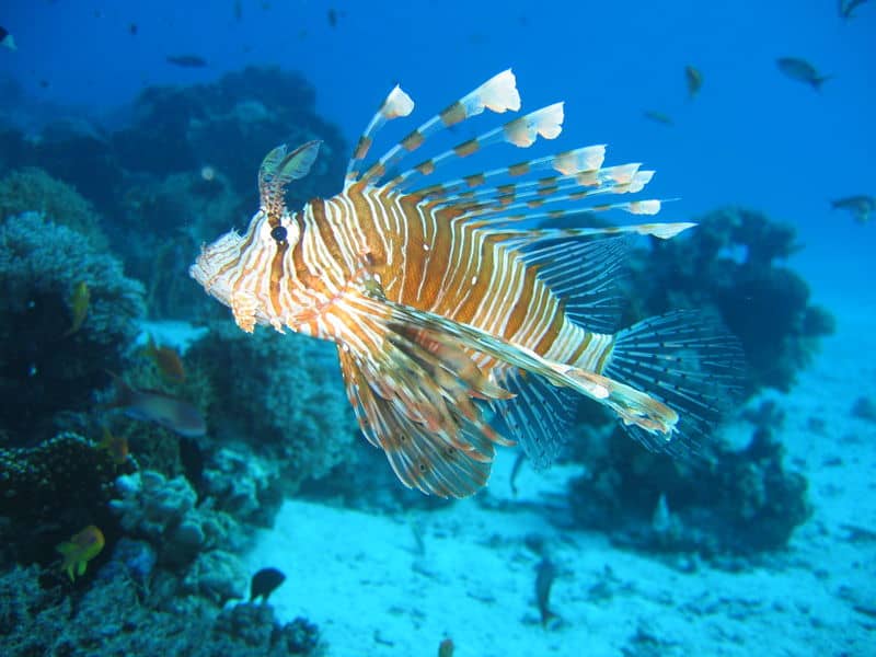 lionfish