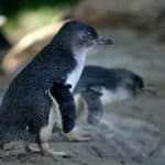 Little Penguin
