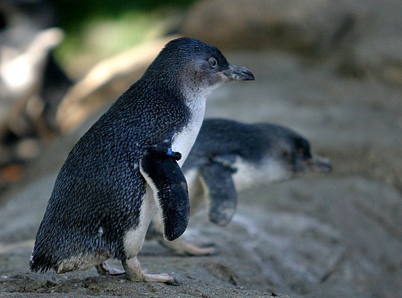 Little Penguin standing on rocks