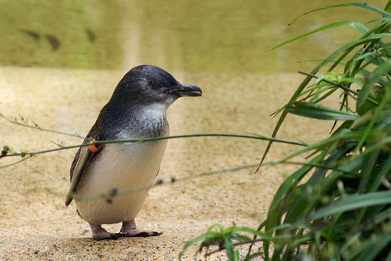 a little penguin standing on sand, a green plan can be seen in the right bottom corner of the frame, and water comprises the background