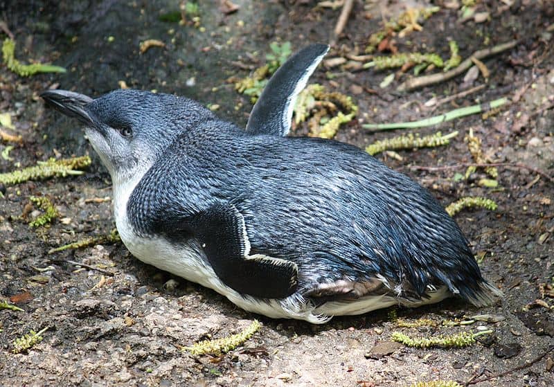 Little Penguin sitting on rock
