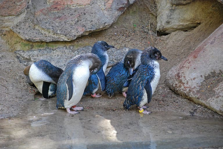 Group of Little Penguin at the water