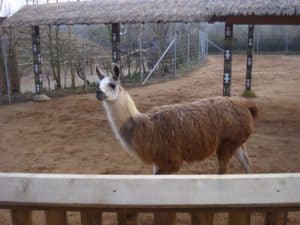 What Do Llamas Eat? 11 Common Foods in Their Diet - A-Z Animals