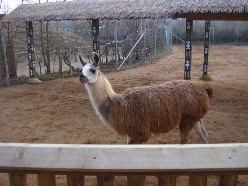 Llama Animal Facts | Lama Glama | AZ Animals