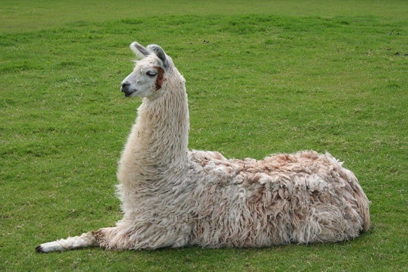 llama10.jpg