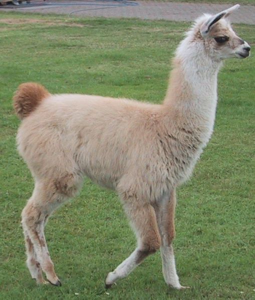 Llama standing in the grass