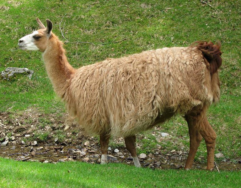 Llama Pictures - AZ Animals