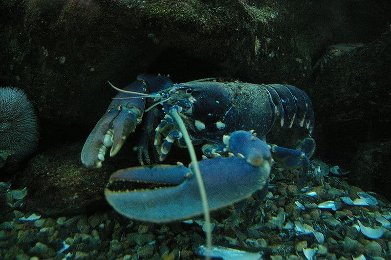 Lobster 2