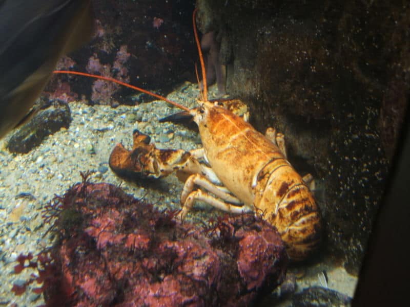 Female lobster in a tank