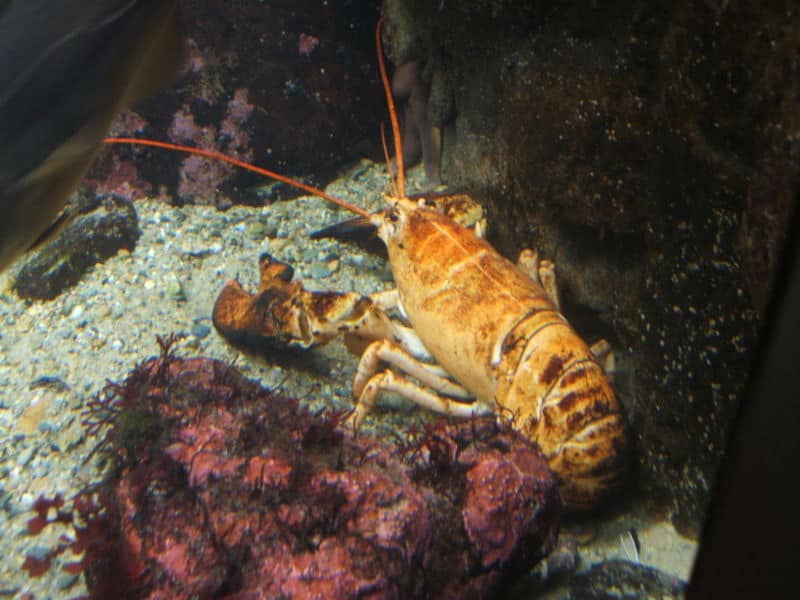 tangerine lobster size