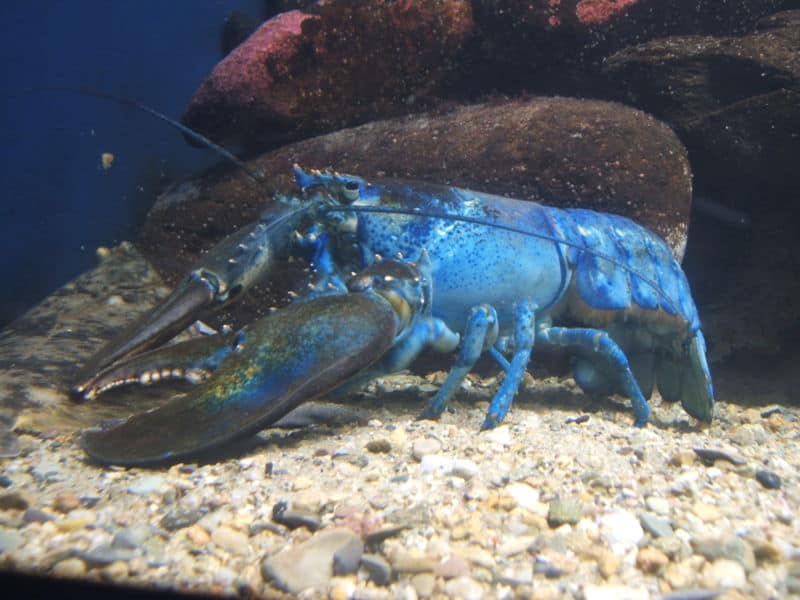 american lobster underwater