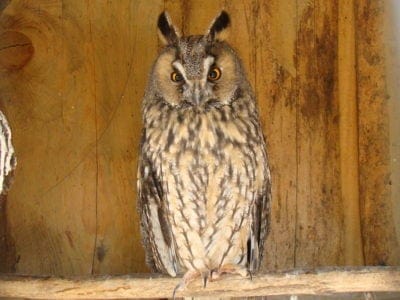 Long-Eared Owl Picture