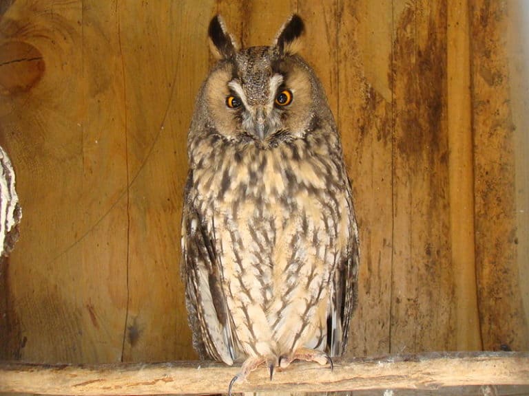 Long-eared owl with a brown background