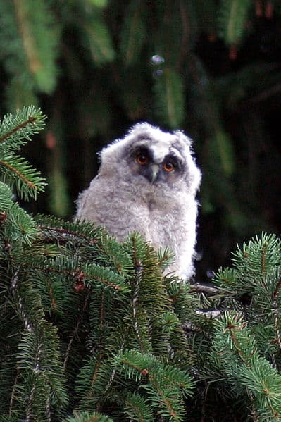 Long-shot of a white long-eared owl in a pine tree