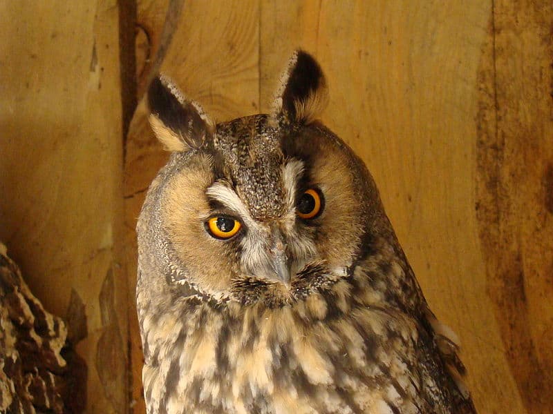 Close-up photo of a long-eared owl with brown and yellow features