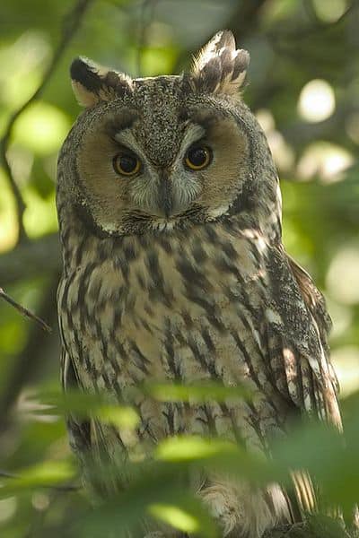 Long-eared owl with brown and yellow features