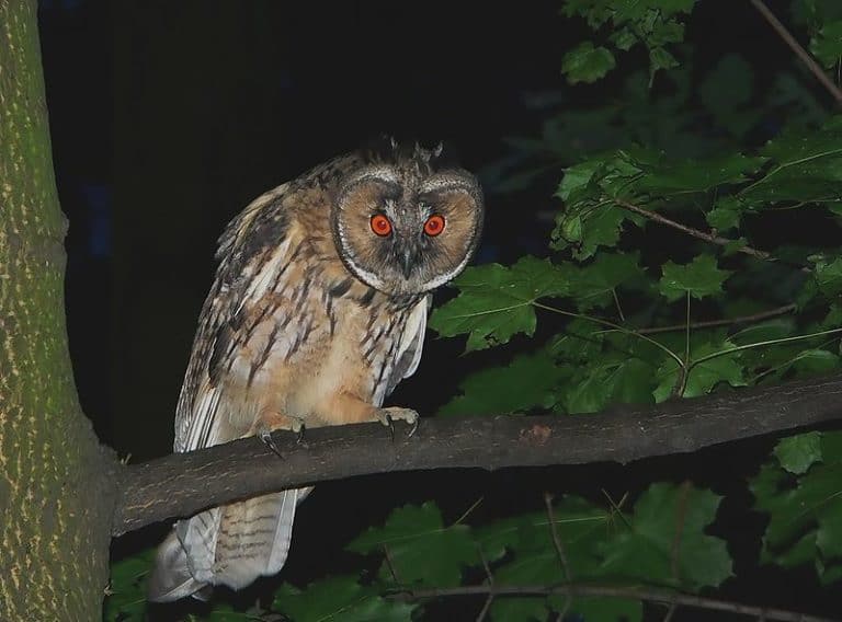 Long-eared owl perched in a tree at night