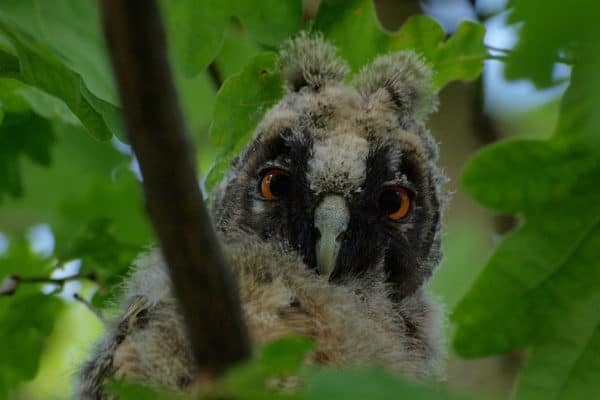 Long-Eared Owl Bird Facts | Casuarius | AZ Animals