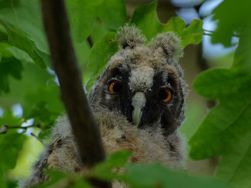 Long-eared owl with red eyes in a tree