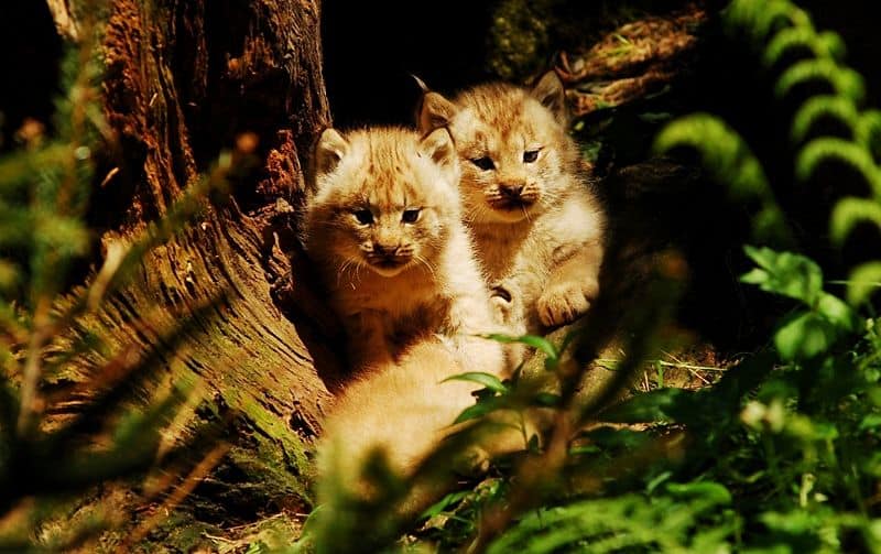 Two baby Lynx in a tree