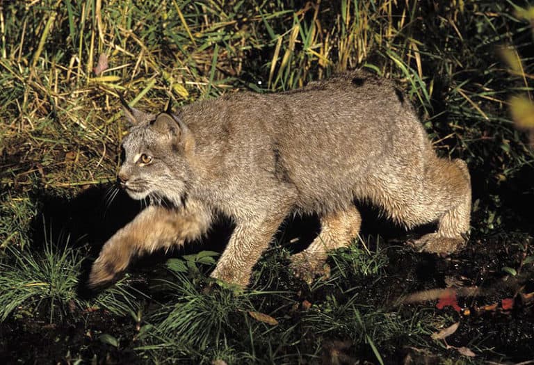 Lynx looking for prey