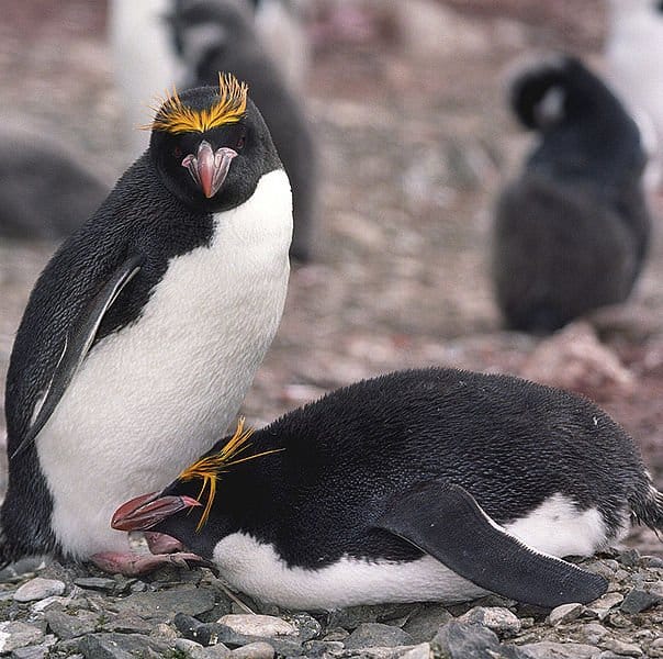 Two Macaroni Penguins on rocks