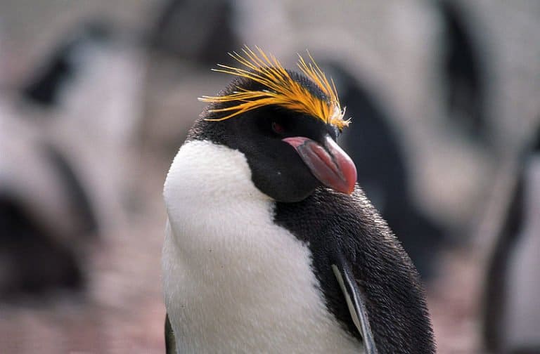 Portrait of Macaroni Penguin