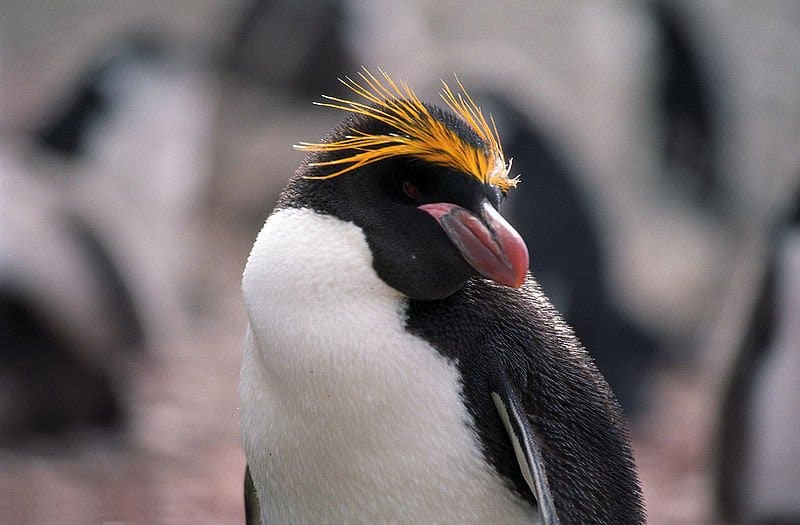 Close up of a macaroni penguin. The penguin has a yellow crest on its head, a red beak, a black face, and a white underbelly. Photo background  consists of out-of-focus macaroni penguins.