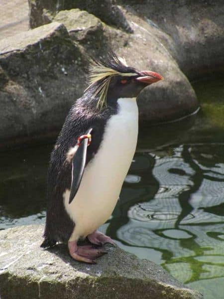 macaroni penguin - Eudyptes Chrysolophus - macaroni penguin at edge of water