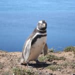 Magellanic Penguin