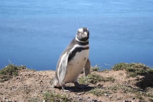 Magellanic penguin (Peninsula Valdés, Patagonia, Argentina)