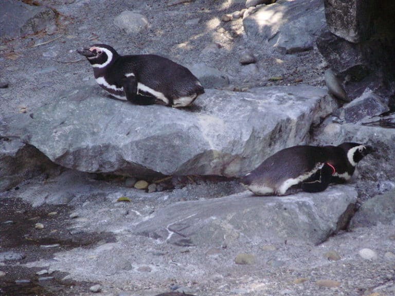 Magellanic Penguins on rocks