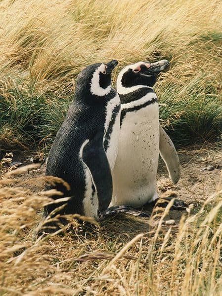 A pair of Magellanic penguins staring next to each other in a small bald area of dirt, surrounded golden blades of grass. The penguins arehave black backs and white bellies.