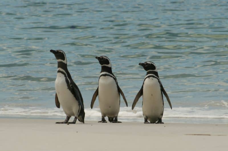Magellanic Penguins at the sea