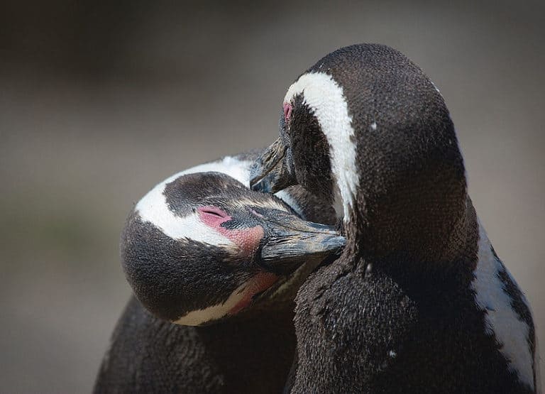 Magellanic Penguins grooming each other