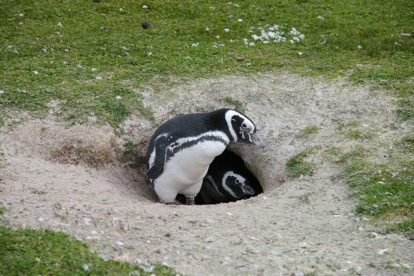 Magellanic Penguin at the nest