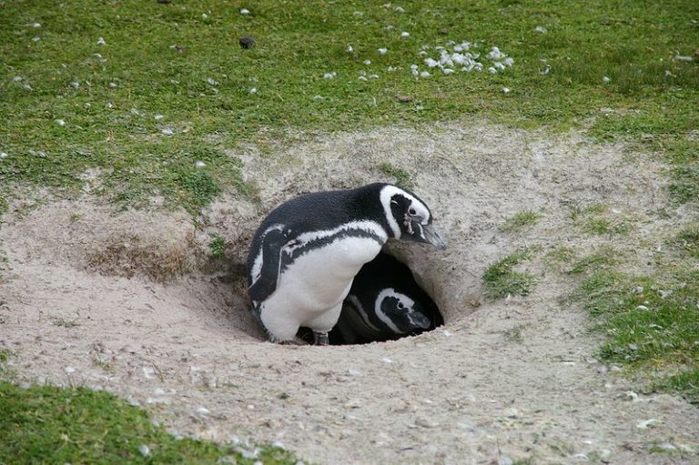 Magellanic Penguin at the nest