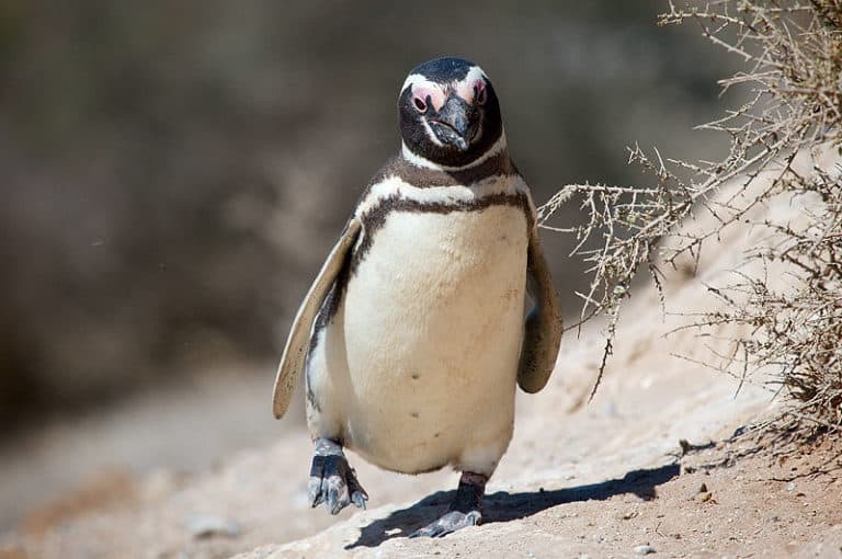 Magellanic Penguin walking on sand