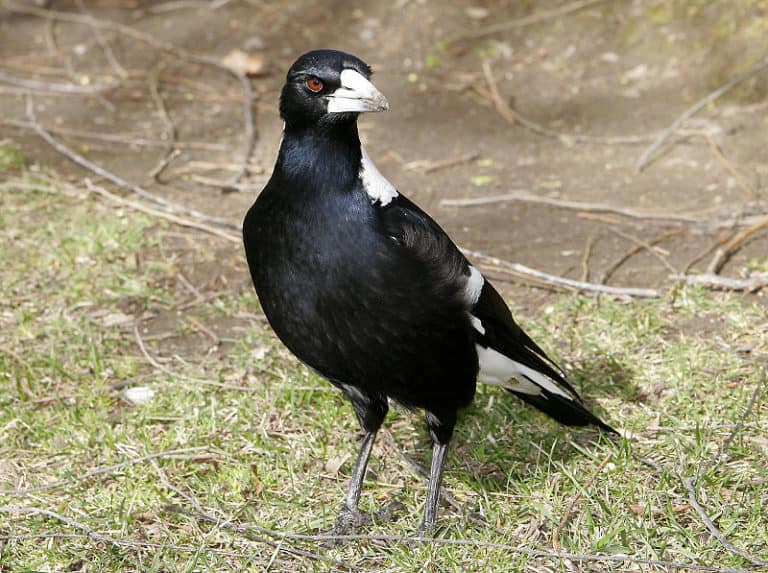 Magpie standing on the ground in a grassy dirt space
